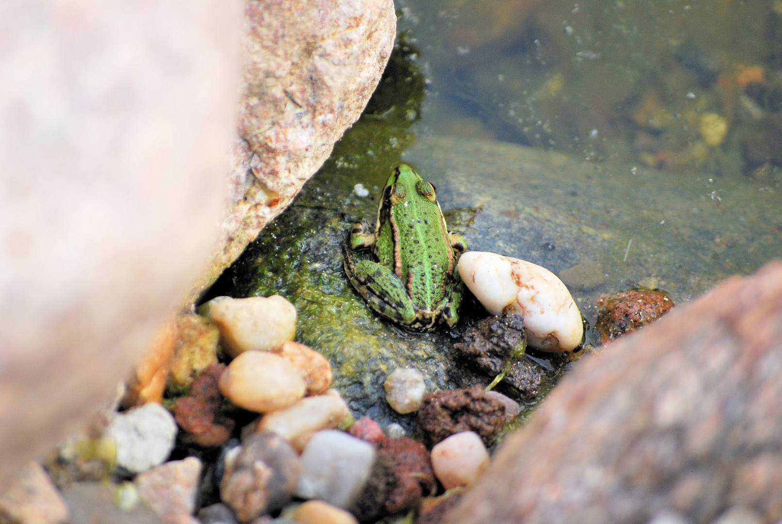 Fertigfrosch