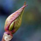 Fertigmachen für den Frühling