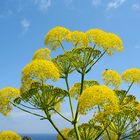 Ferula communis in voller Blüte (im Feuer des Prometheus)