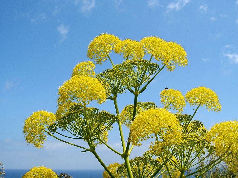 Ferula communis in voller Blüte (im Feuer des Prometheus)