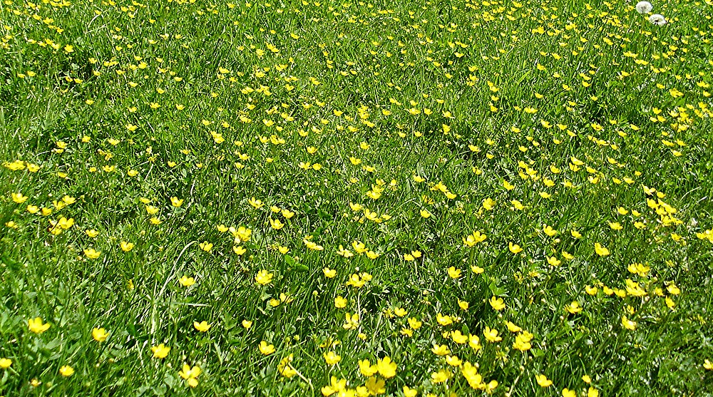 Fes läuft über Die Blumenwiese