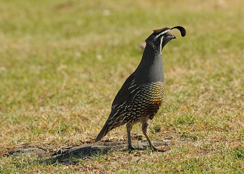 Fesche Federhaube