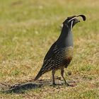 Fesche Federhaube