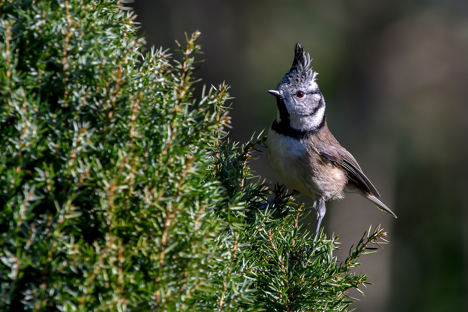 Fesche Frise