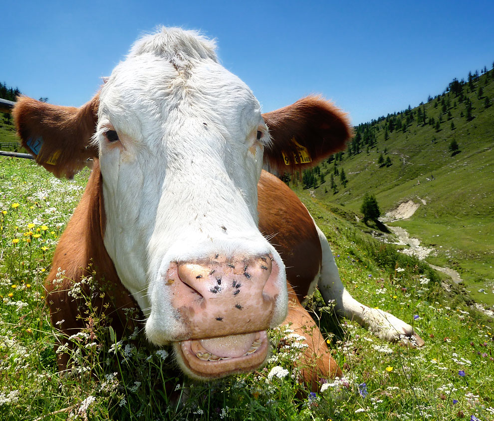 Fesche Kärntnerin