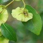 Fescher Käfer auf unbekanntem Mittelmeerstrauch