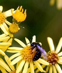 Fest anzapfen im Wiesentbiotop Waischenfeld