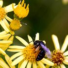 Fest anzapfen im Wiesentbiotop Waischenfeld