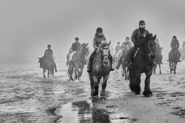 Fest der Kaltblüter