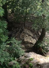 fest geklammert auf dem Felsen...