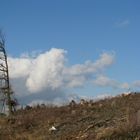 fest gemauert in der Erden, steht der Baum...