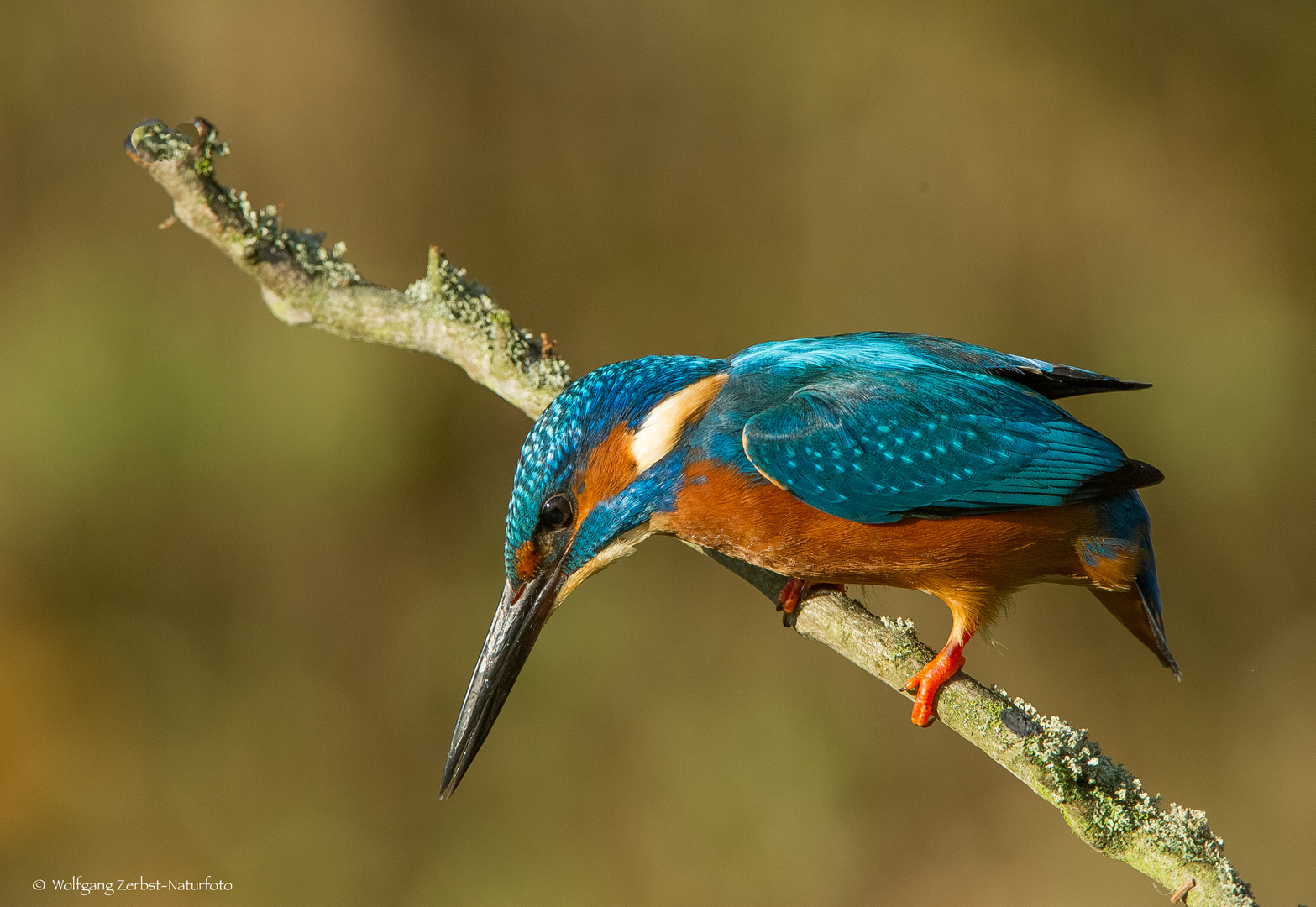   - Fest im Blick -  Herr Eisvogel.