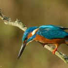   - Fest im Blick -  Herr Eisvogel.