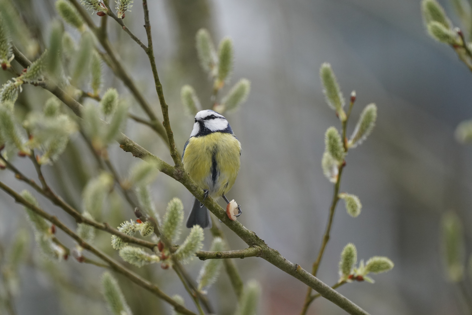 Fest im Griff-Blaumeise