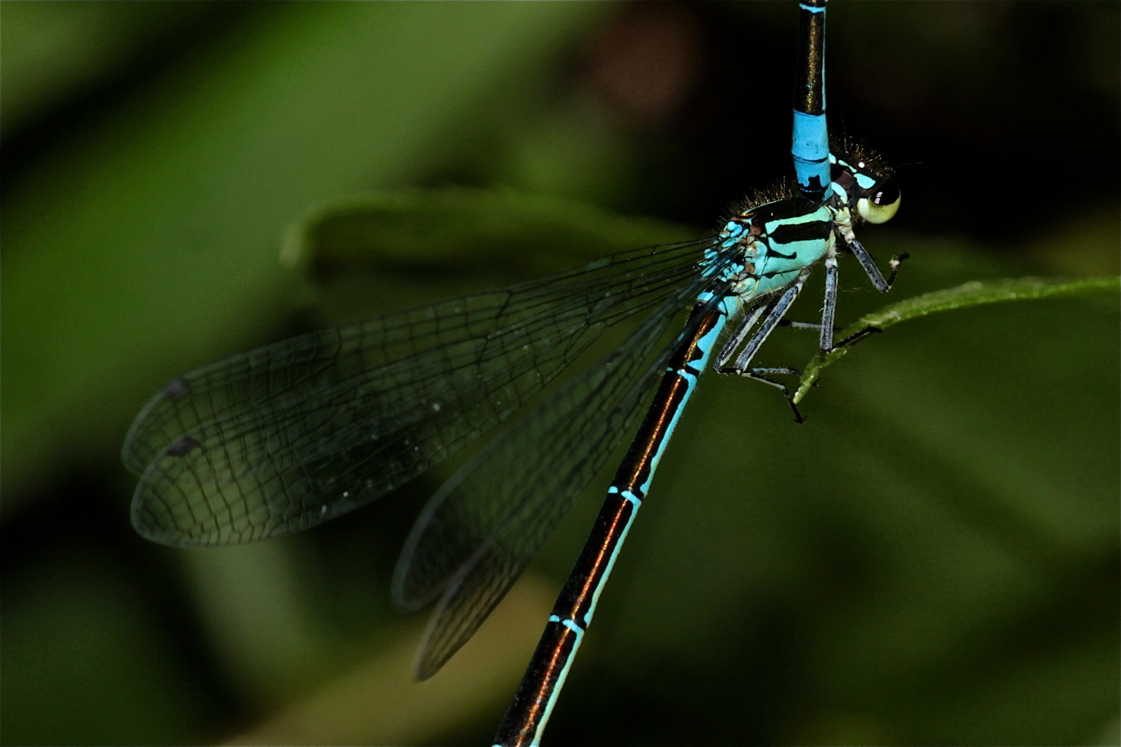 Fest im Griff wie Coenagrion puella, die Hufeisen-Azurjungfer . . .