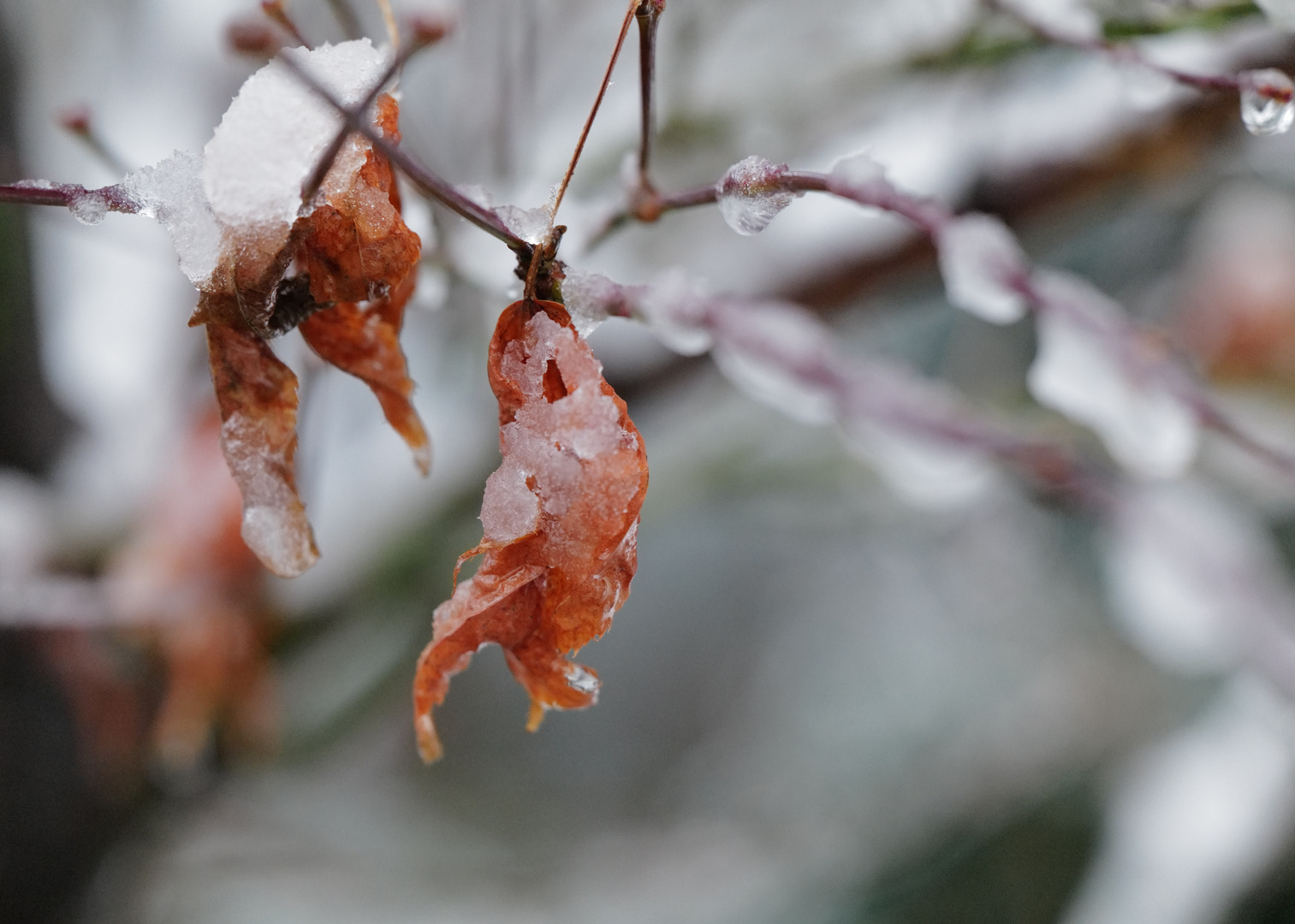 Fest im Wintergriff