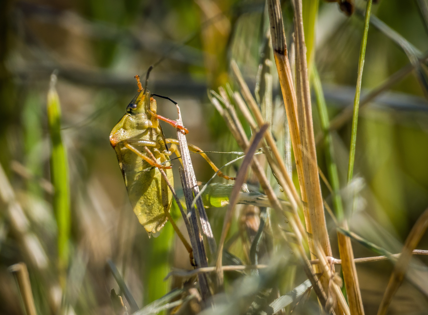 "FEST KLAMMERN" - Beerenwanze