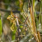 "FEST KLAMMERN" - Beerenwanze