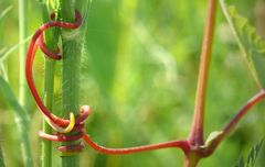 Fest umschlungen einen Sommer lang