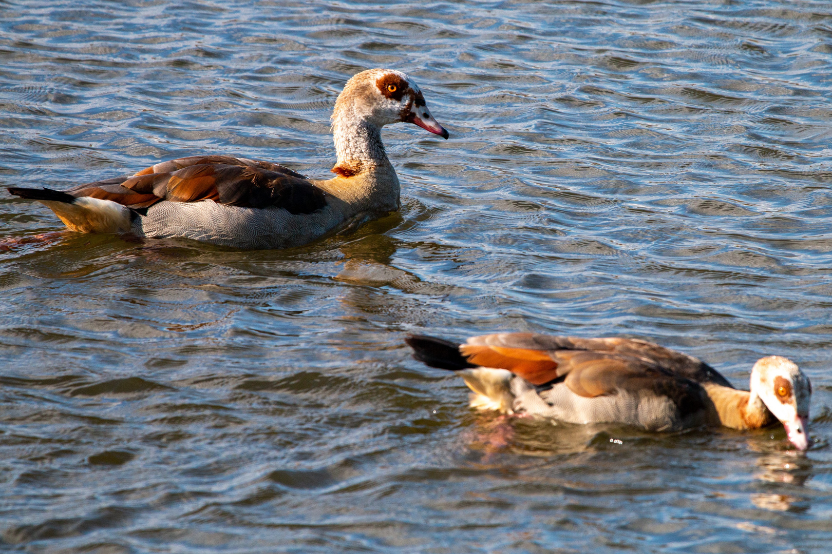 fester Blick, Nilenten