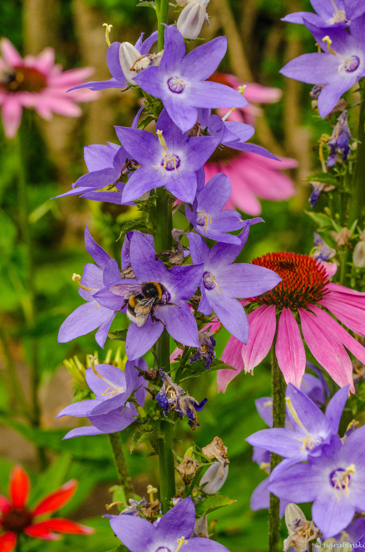 Festessen Foto & Bild tiere, wildlife, insekten Bilder auf