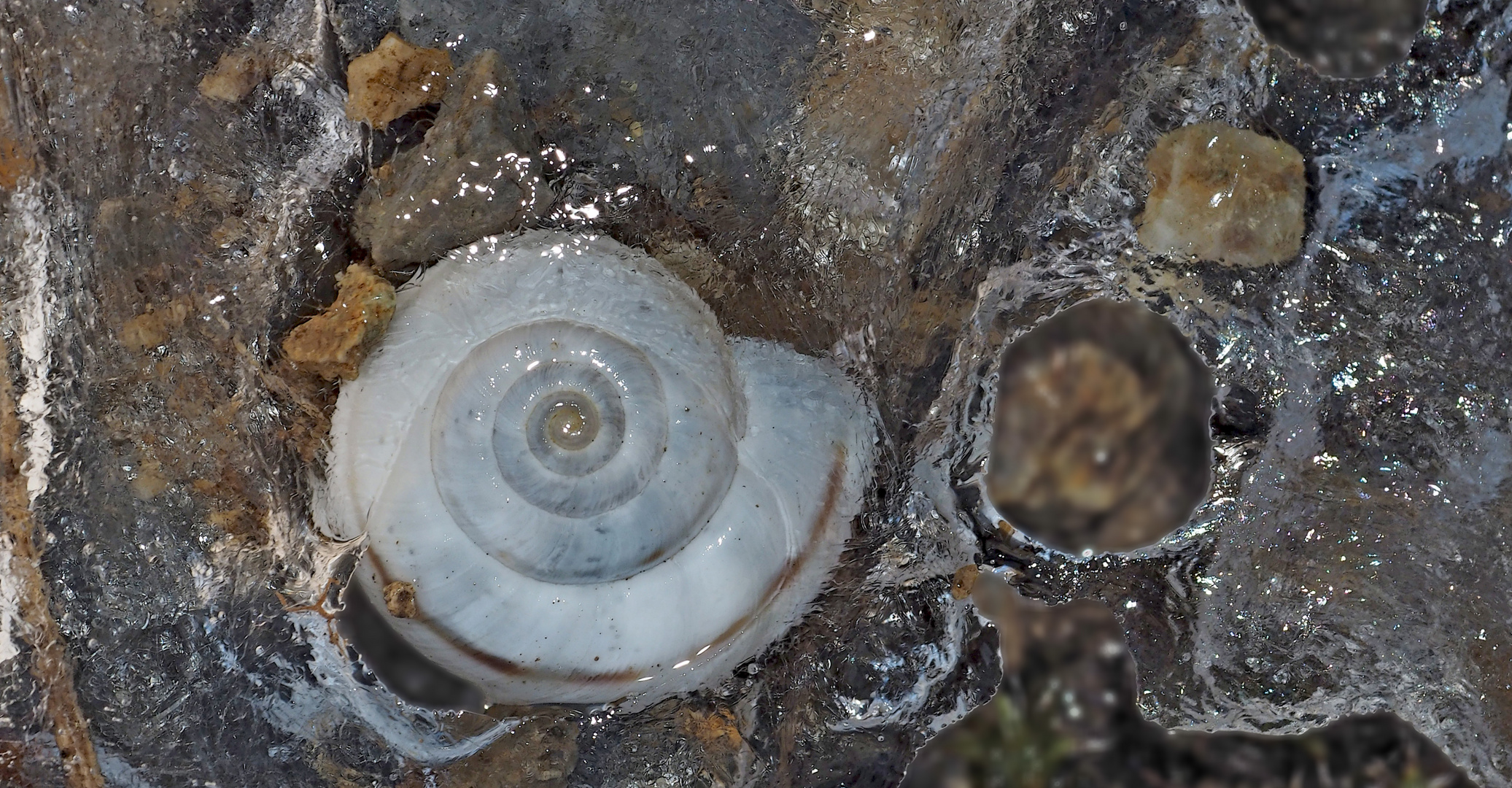 Festgefrorenes Schneckenhäuschen... - L'escargot pris dans la glace!