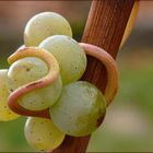 Weinberg