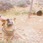  Festgekettet und hungrig. Die Hunde in Griechenland leben einsam im Land . .