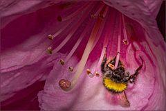 festgeklammert in der Rhododendronblüte