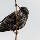 festgekrallt am geilen Trieb  .....