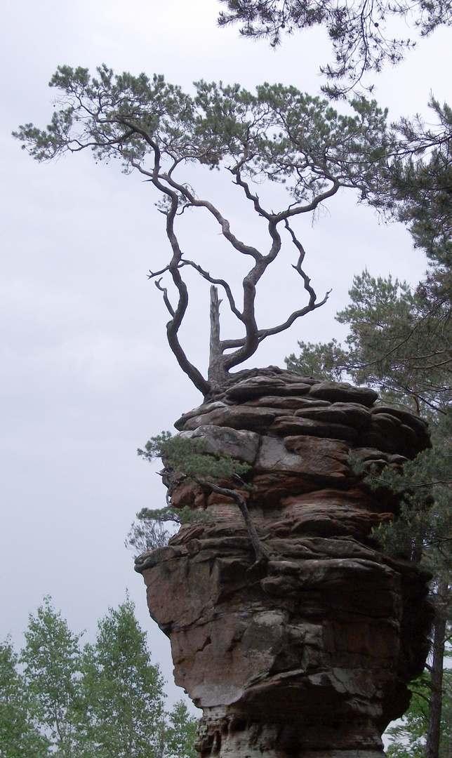 Festgekrallt auf dem Felsen