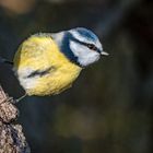 "FESTGEKRALLT" nicht Geklebt