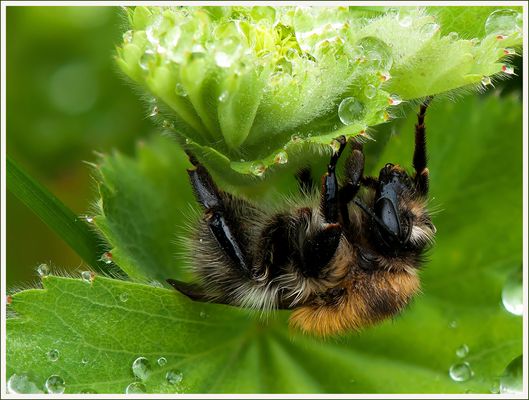 Festhalten du Hummel