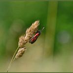 Festhalten kleiner Mann der Wind geht ;-))