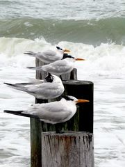 Festhalten Welle kommt