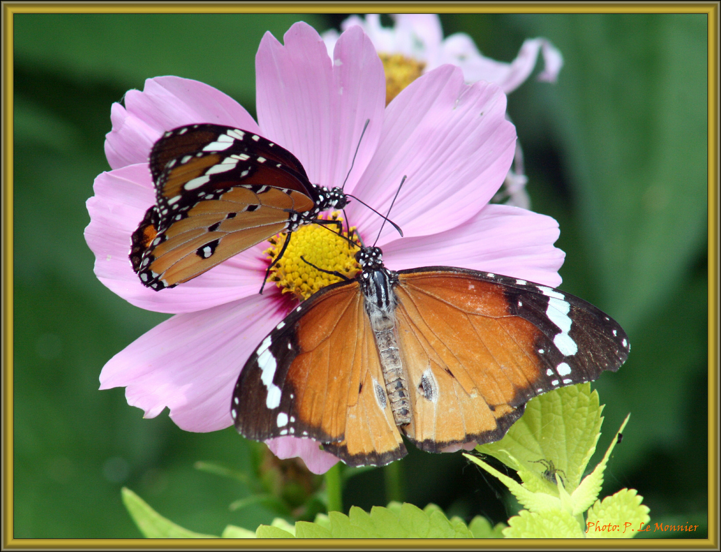 Festin de bestioles - Petits Monarques