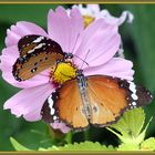 Festin de bestioles - Petits Monarques