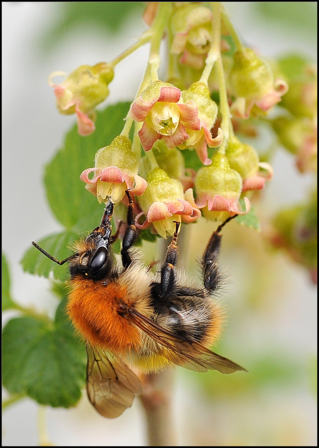 Festin de fleurs de cassis