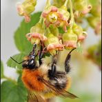 Festin de fleurs de cassis