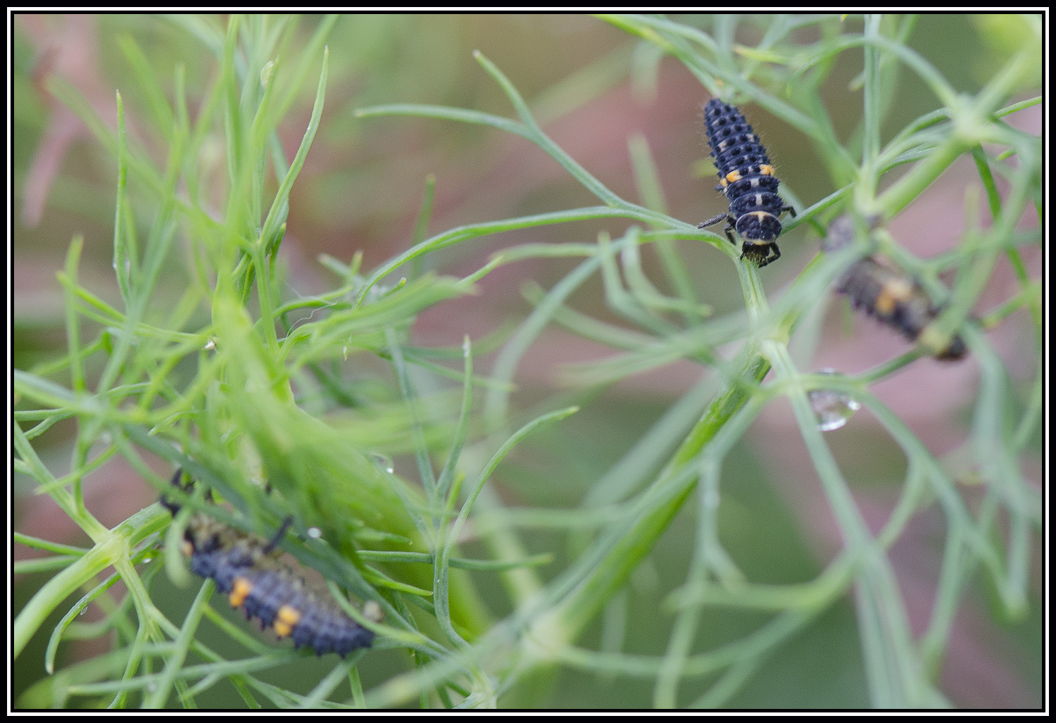 Festin des larves de coccinelles