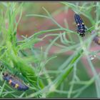 Festin des larves de coccinelles