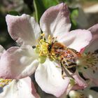 Festin du Printemps