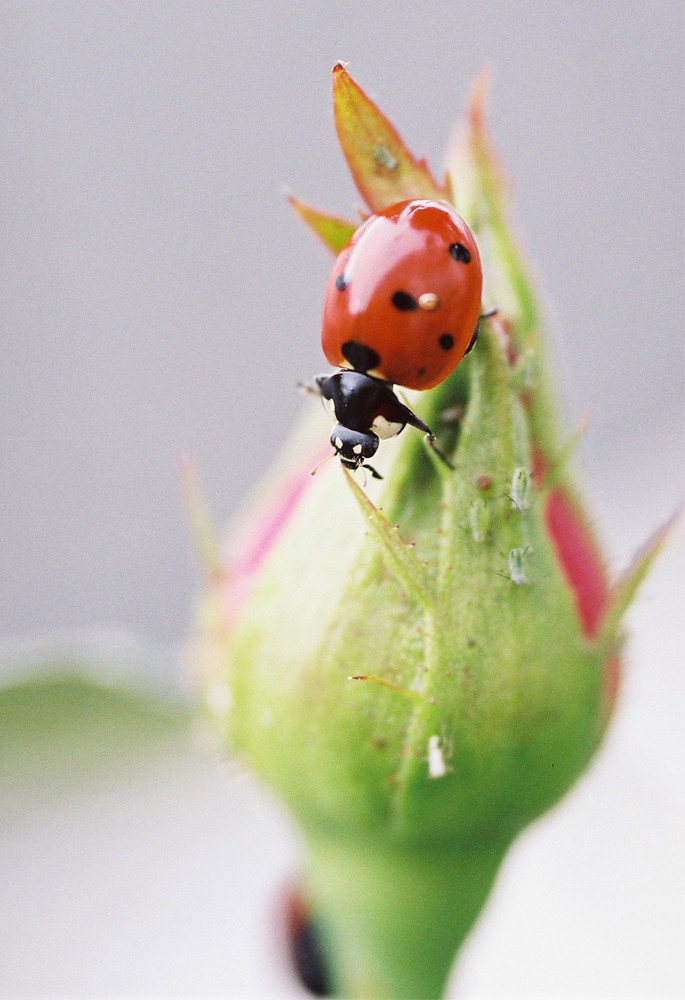 Festin pour coccinelle