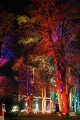 Festival Arbres en Fête, Genève