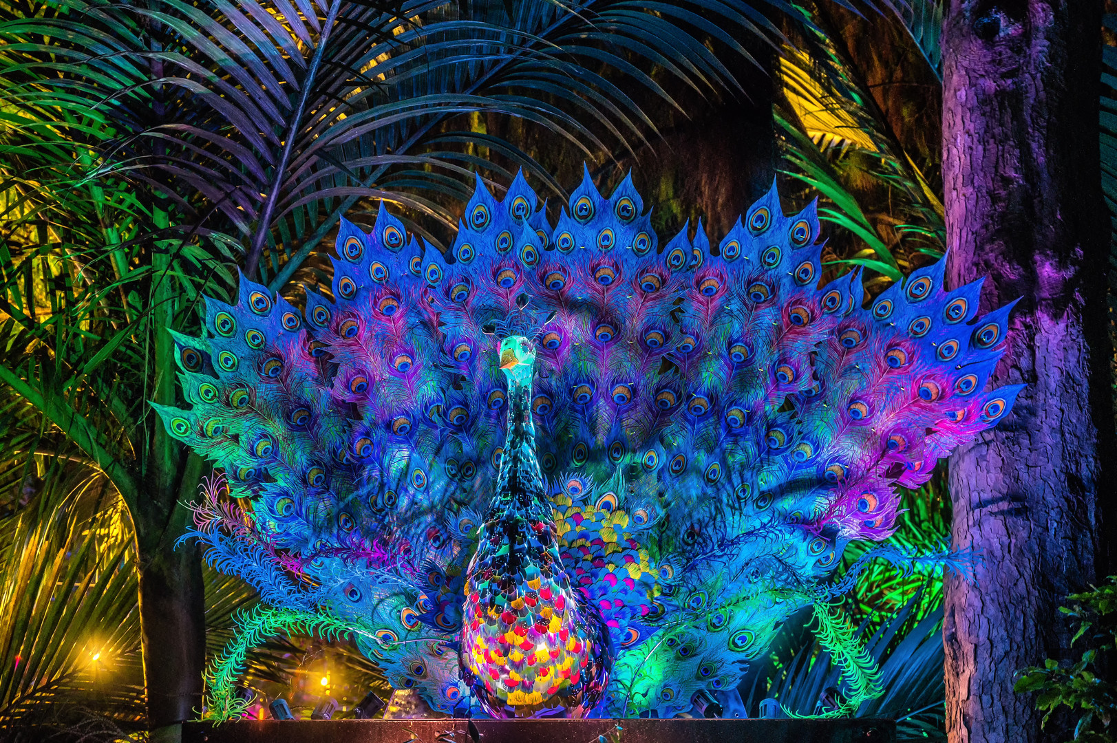 Festival of Lights - "Regal Peacock" (2), New Plymouth, New Zealand