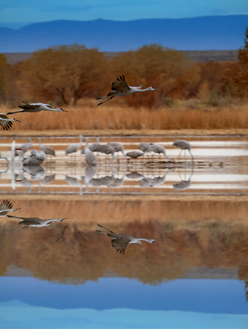 Festival of the Cranes in Bosque del Apache in New Mexico