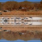 Festival of the Cranes in Bosque del Apache in New Mexico