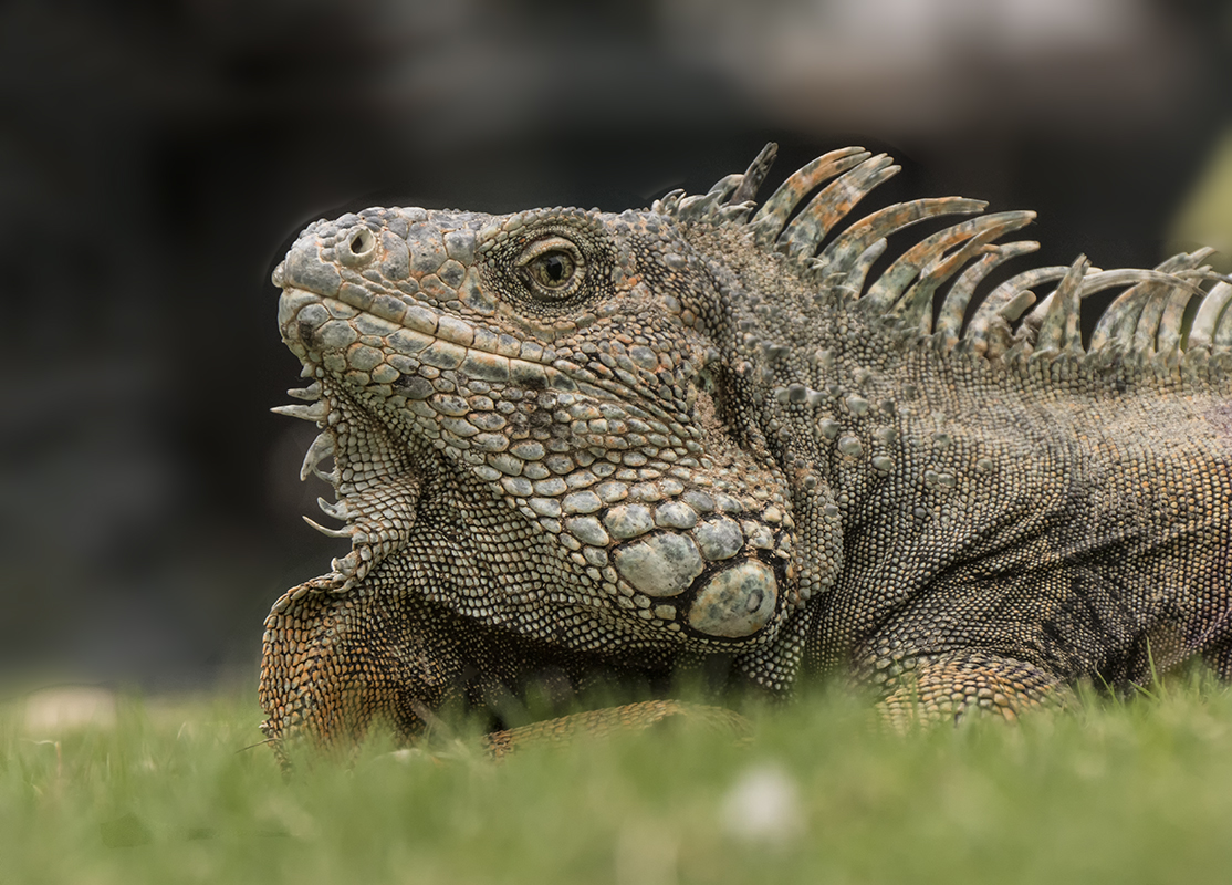 Festlandleguan