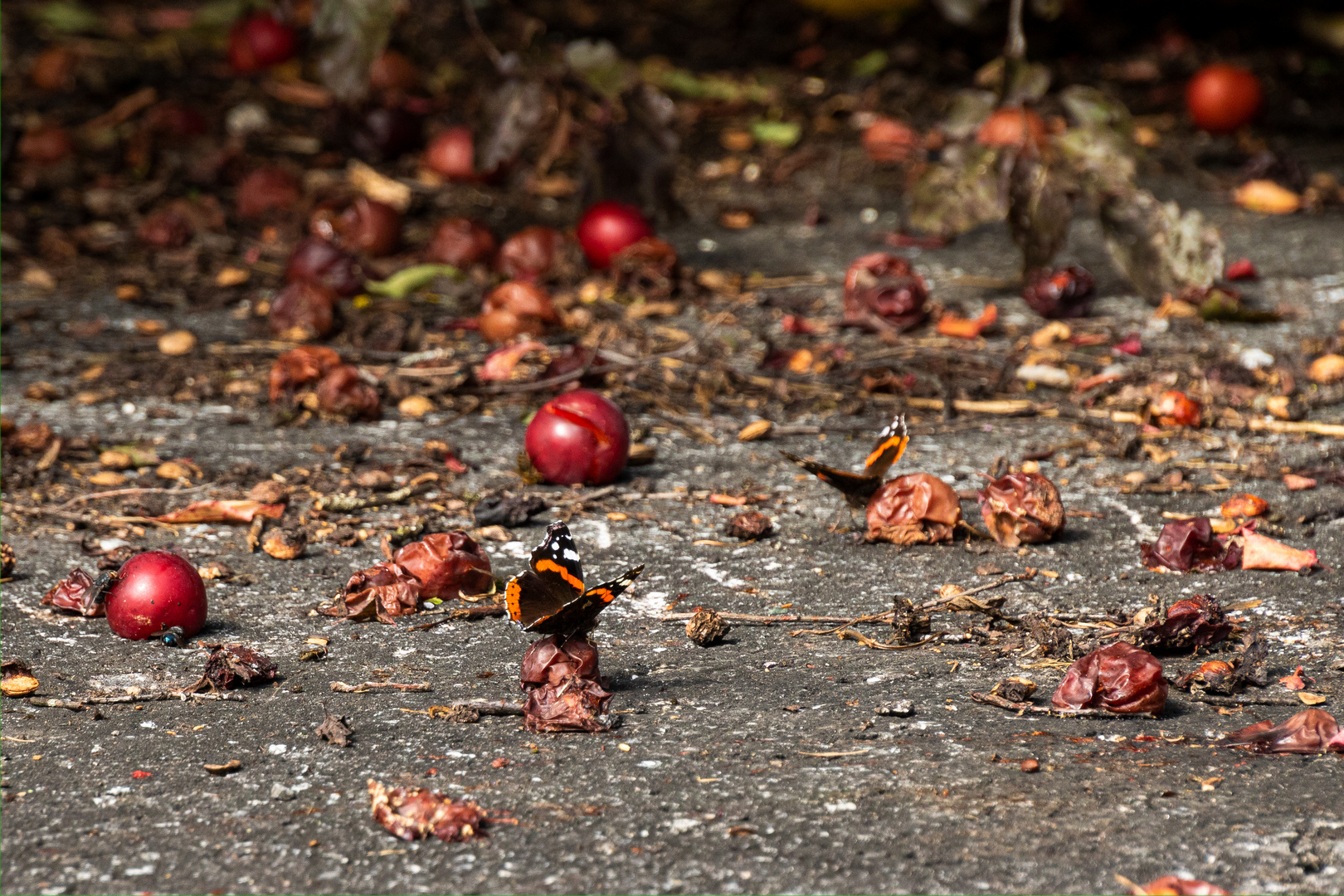 Festmahl Foto & Bild tiere, wildlife, schmetterlinge Bilder auf