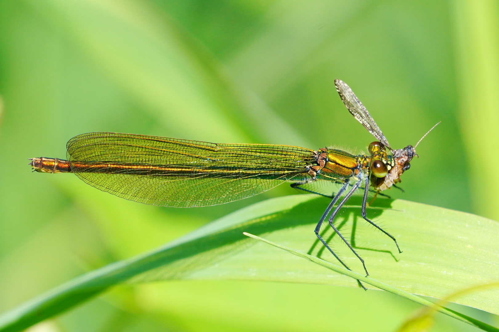 Festmahl Foto & Bild tiere, wildlife, libellen Bilder auf